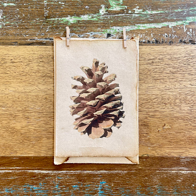 Nature's Stories | Cards & Prints | Pinecone autumn botanical browns cards earthy festive holiday minimalistic nature photography pinecone prints recycled simple unique vintage winter