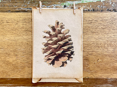 Nature's Stories | Cards & Prints | Pinecone autumn botanical browns cards earthy festive holiday minimalistic nature photography pinecone prints recycled simple unique vintage winter