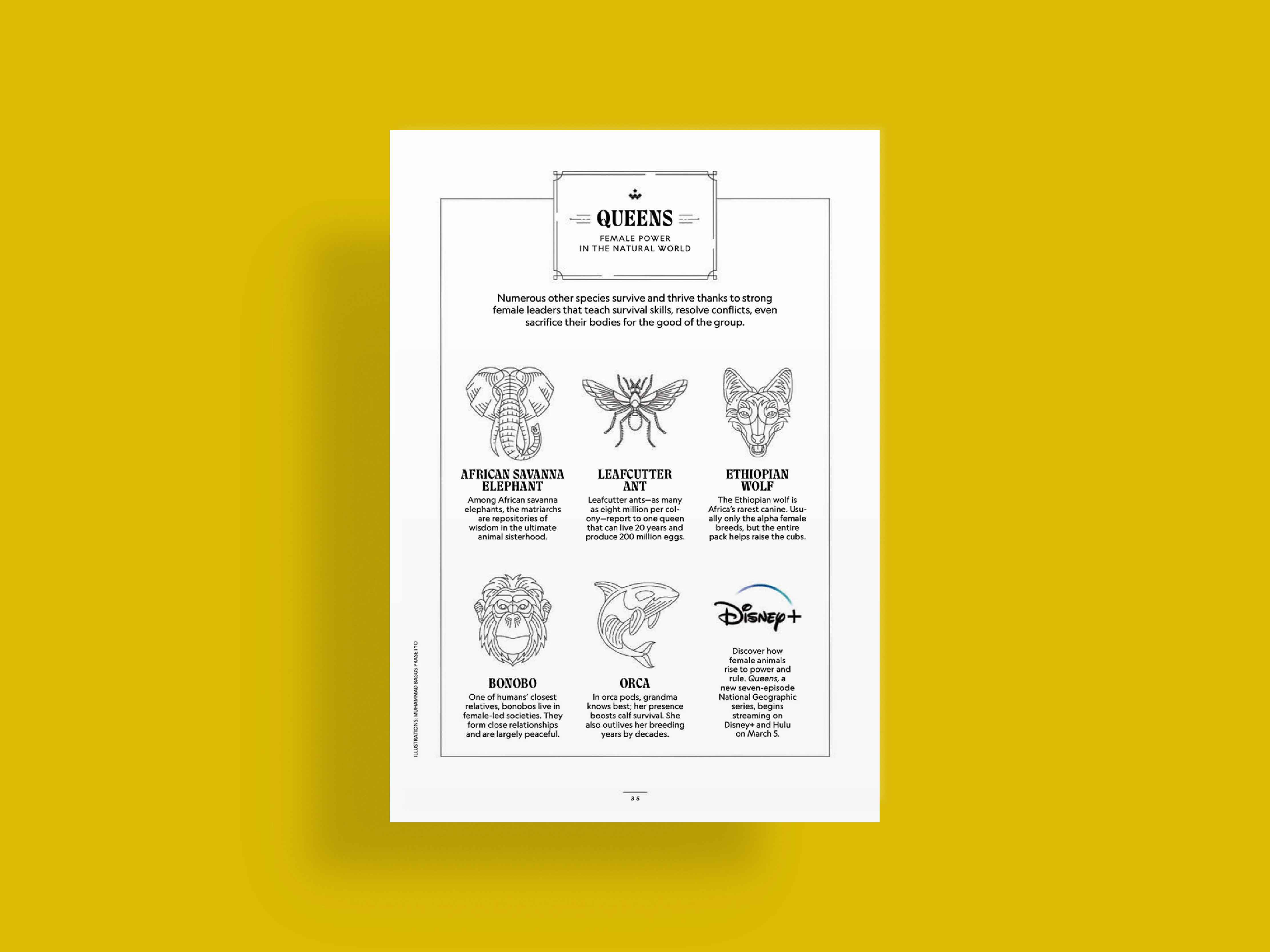 Example of Animal Line Artwork Illustration