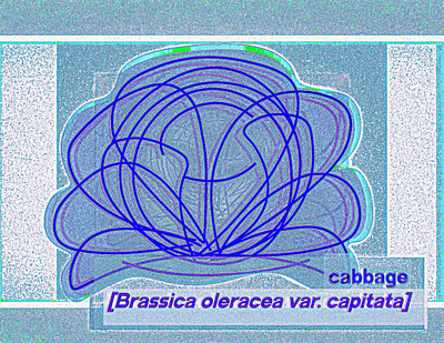 static cabbage illustration illustrator line drawing pastel photoshop