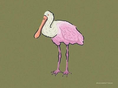 The Roseate Spoonbill adobefresco digitalart fresco illustration ipadillustration lowcountry marsh spoonbill