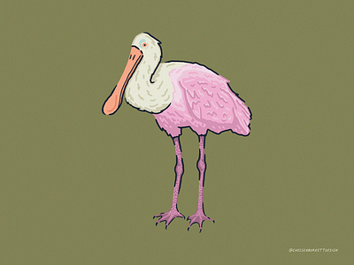 The Roseate Spoonbill adobefresco digitalart fresco illustration ipadillustration lowcountry marsh spoonbill