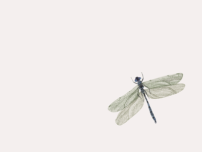 Dragonfly details dragonfly gouache handmade illustration watercolor