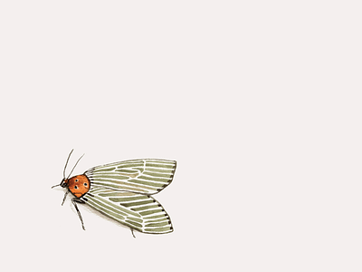 Hi details digital gouache handmade illustration insect watercolor