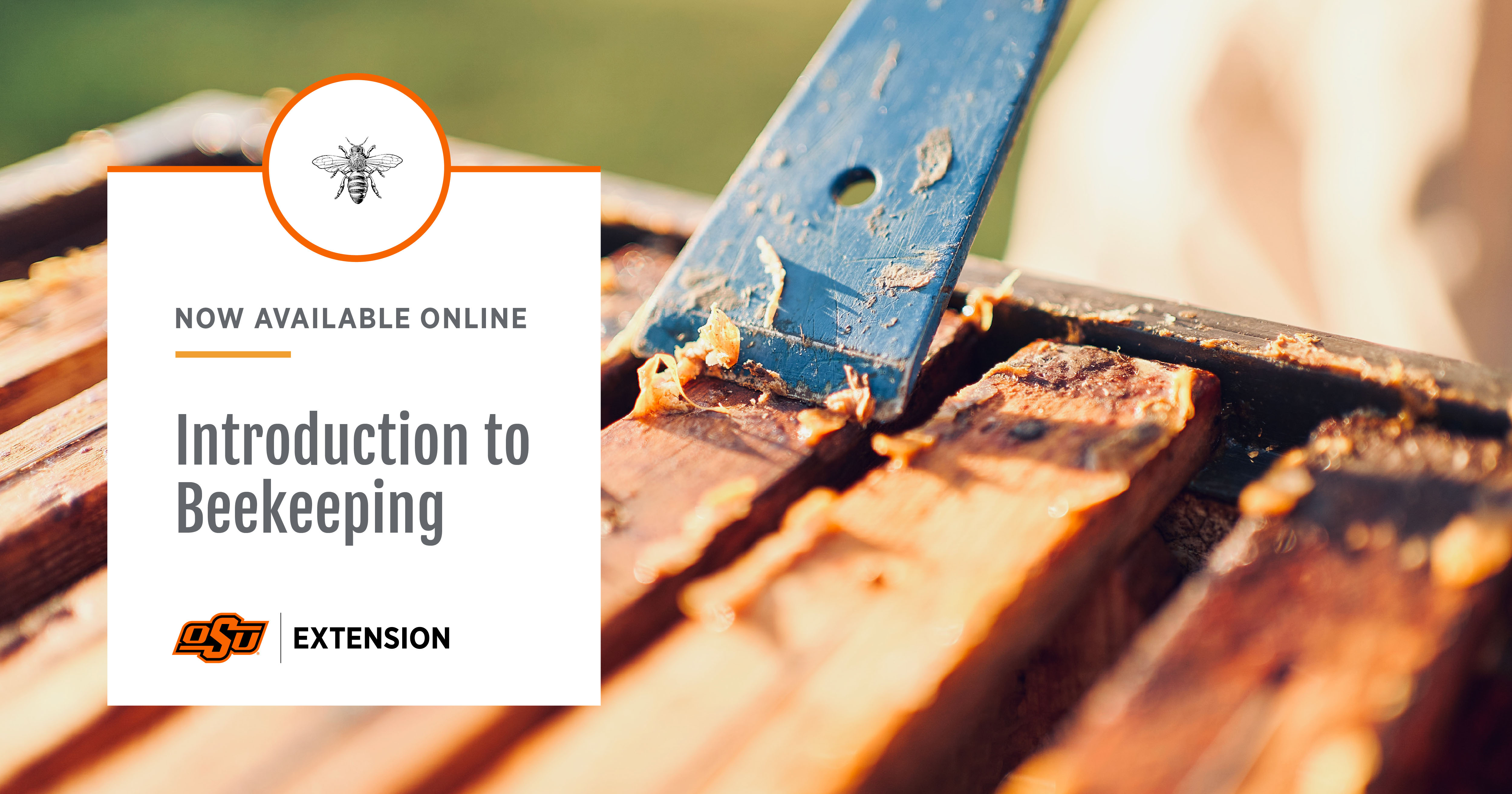 Introduction to Beekeeping Campaign - OSU advertisement advertising branding campaign design drawing graphic design illustration illustrations layout design logo marketing marketing campaign product design vector