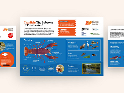 Interpretation for wildlife sanctuary anatomy animal crayfish crustacean ecology graphic design illustration infographic interpretation lobster poster sanctuary sign signage species wild wildlife zoo