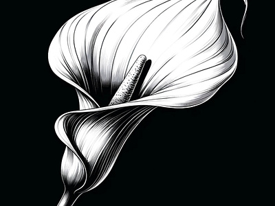 Calla Grace by Aravind Reddy Tarugu aravind art black and white bloom botanical calla lily contrast design detailed elegant graceful illustration magnificence pure reddy sleek lines symmetry tarugu trumpet shaped vector