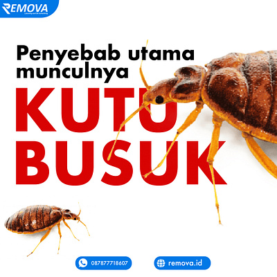 Penyebab kutu busuk muncul bed berbahaya hama home horor kasur kutu kutubusuk parasit rumah sofa