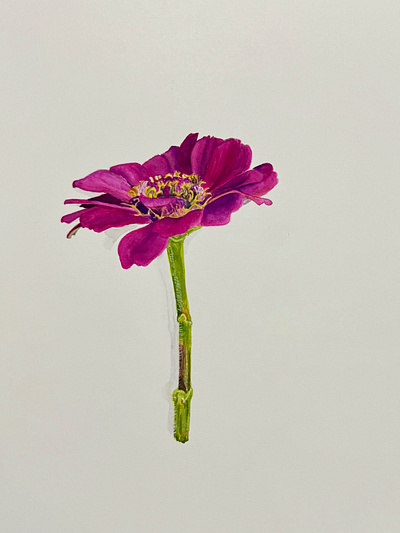 Zinnea flower botanical art flowers gouache illustration zinnea