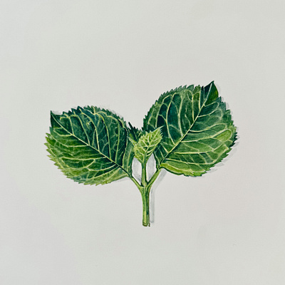 Hydrangea leaves botanical art gouache hydrangea illustration leaves