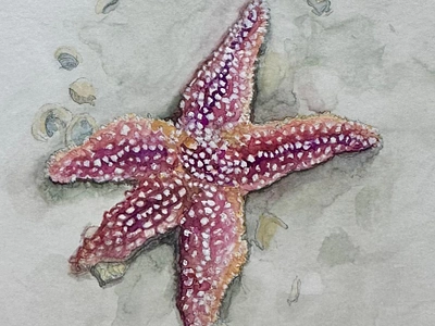 Starfish marine life sealife starfish watercolor