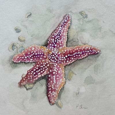 Starfish marine life sealife starfish watercolor