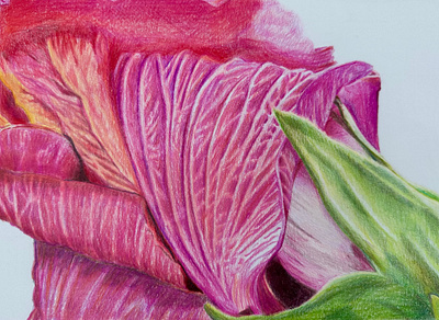 Hibiscus botanical art color pencil flower hibiscus