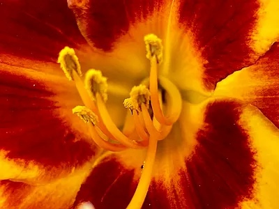 Summer Macros flowers macro photo