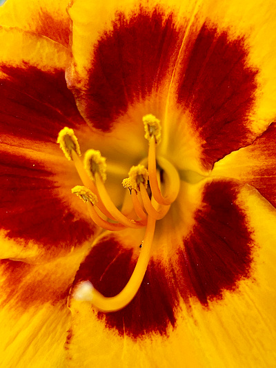 Summer Macros flowers macro photo