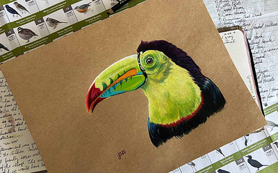 Colored Pencil Studies colored pencil illustration nature