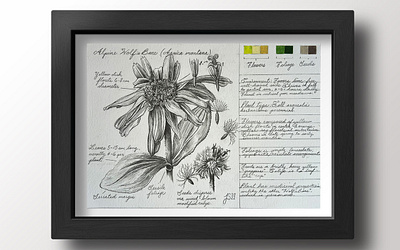 Botanical Illustration botanical drawing illustraiton scientific illustration