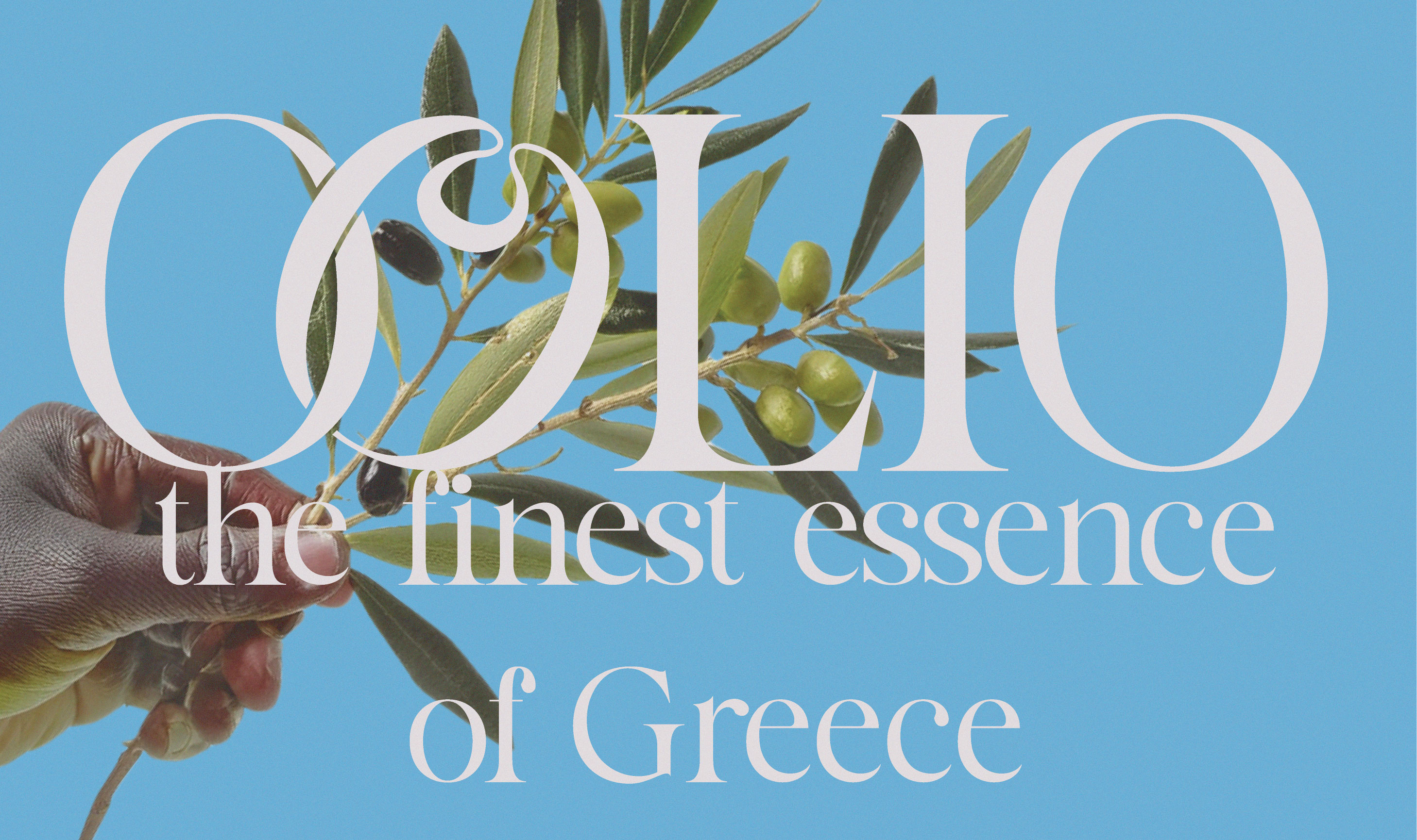 Example of Logo Identity Design