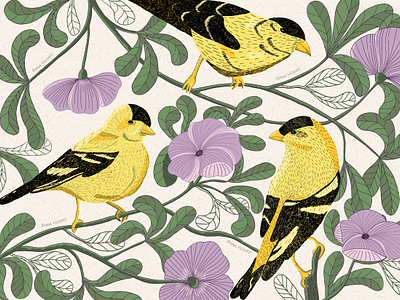 Goldfinches adobe illustrator drawing flowers flowers and birds graphic design