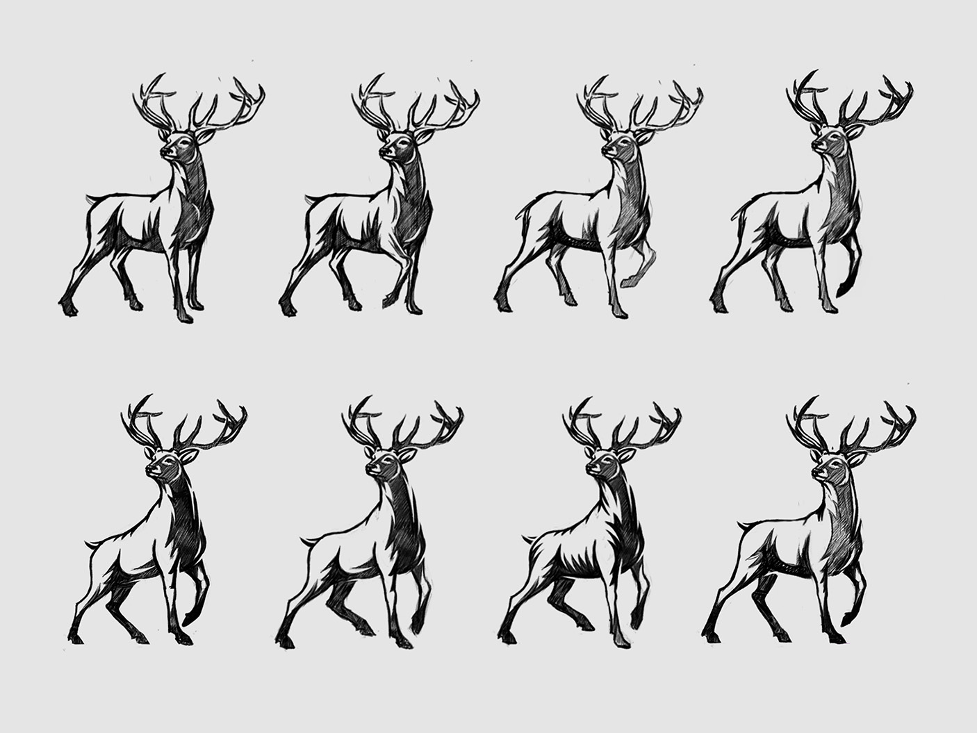 Tooheys beer beer can design brand identity branding brewery brewing buck illustration coat of arms craft beer deer illustration identity design logo packaging illustration pilsner stag illustration visual identity