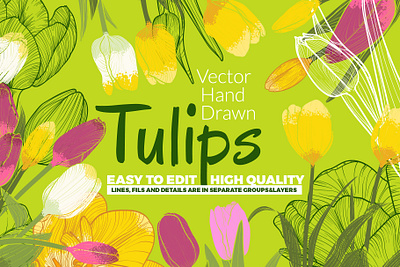 Vector hand drawn tulips blossom