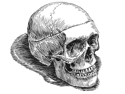 Skull anatomy art artist artwork drawing hand drawn illustration ink science