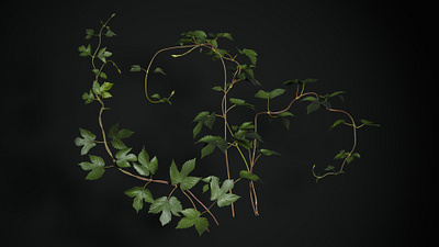 Common hop - 3d plant assembly for Graswald 3d