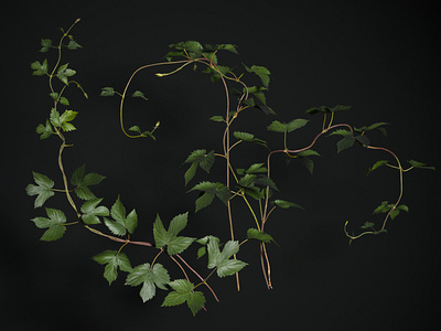 Common hop - 3d plant assembly for Graswald 3d