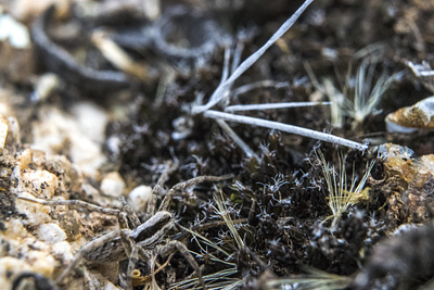 Photography insects landscape macro photo photography