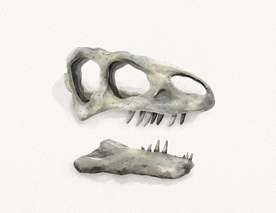 Allosaurus allosaurus dinosaur illustration paleoart procreate skull watercolor