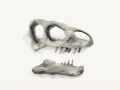 Allosaurus allosaurus dinosaur illustration paleoart procreate skull watercolor