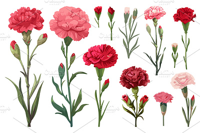 Red, pink, white carnation flowers 3d abstract 3d arcade fantasy brutal grunge crispy whim design trend fall 2022 flower flower 2024 flower design graphic design holo surreal inktrapped motion graphics new flower design pink vector clipart watercolor set white carnation flowers