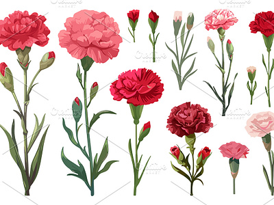 Red, pink, white carnation flowers 3d abstract 3d arcade fantasy brutal grunge crispy whim design trend fall 2022 flower flower 2024 flower design graphic design holo surreal inktrapped motion graphics new flower design pink vector clipart watercolor set white carnation flowers