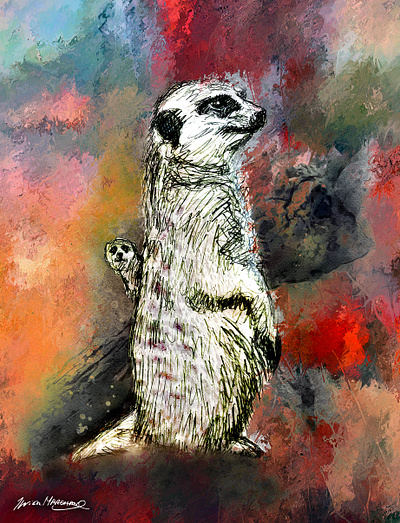 Suricate, mangouste d'Afrique