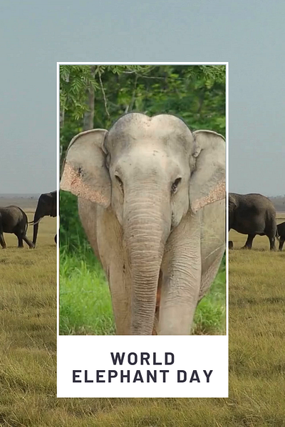 World Elephant Day 2024 elephant graphic design motion graphics world elephant day 2024