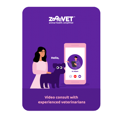 Zoonivet_ App animation