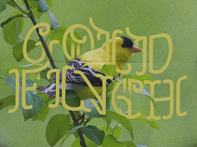 Goldfinch lettering songbirds typography