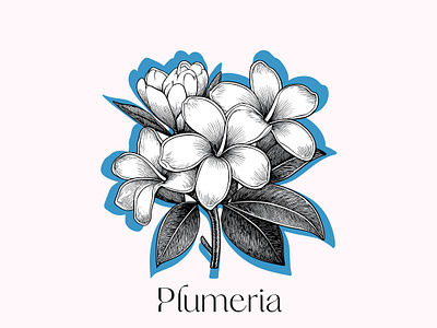 PLUMERIA TROPICAL ILLUSTRATION artistic boho branding design floral flower graphic design illustration label logo print sticker wall art