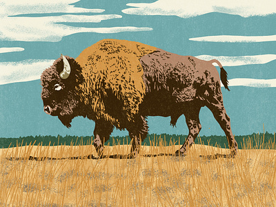 American Bison american bison art bison bison art design digital art hand drawn illustration nature illustration texture vintage wild west art