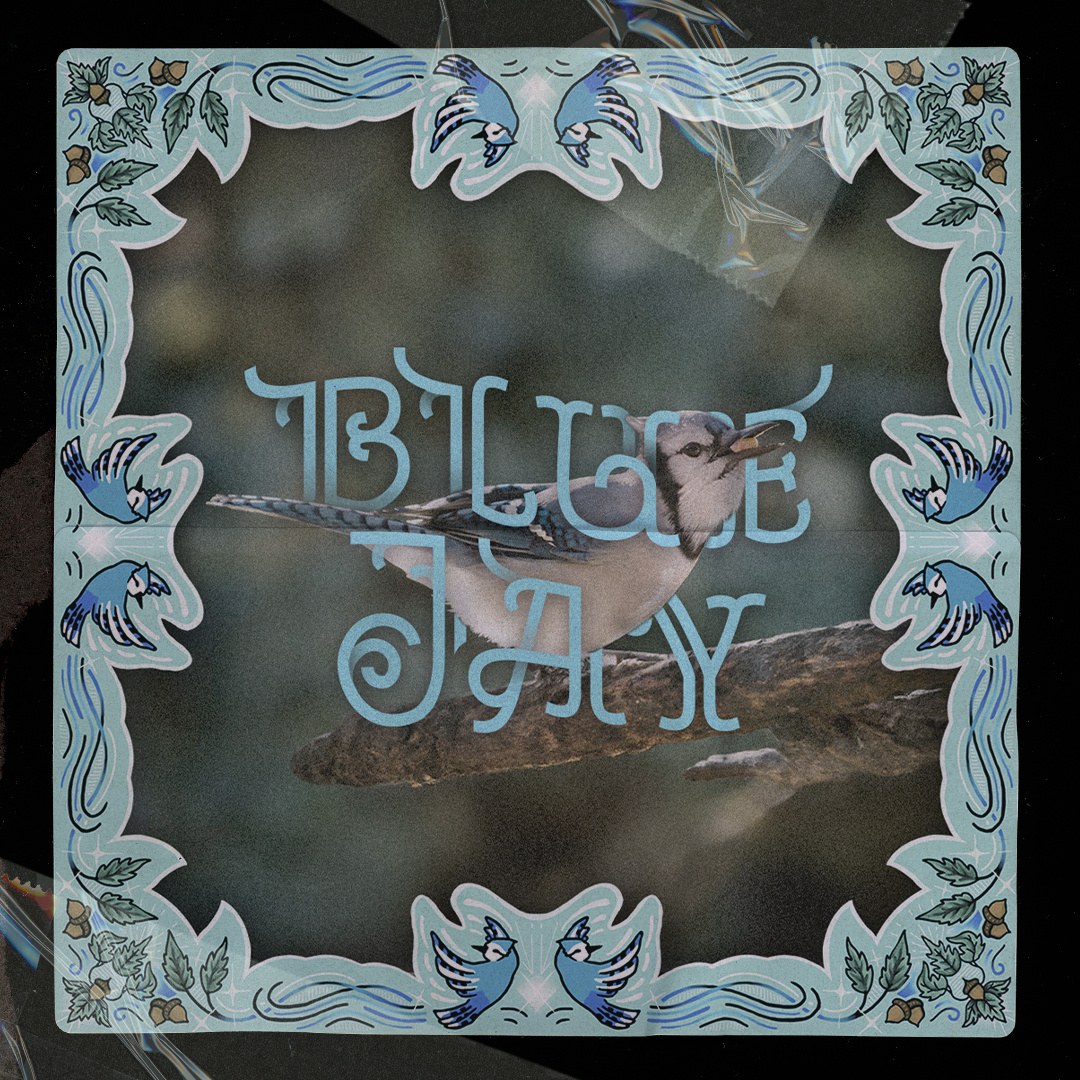 Blue Jay birds blue jay custom frame illustration typography