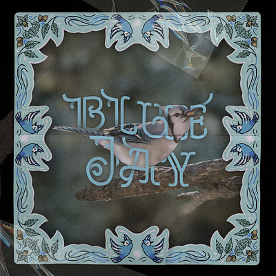 Blue Jay birds blue jay custom frame illustration typography