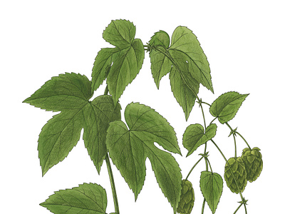 Humulus lupulus botanical green illustration humulus lupulus ink line leaves luppolo watercolor wild plants