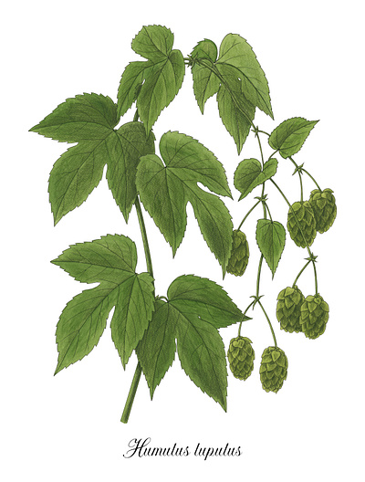 Humulus lupulus botanical green illustration humulus lupulus ink line leaves luppolo watercolor wild plants