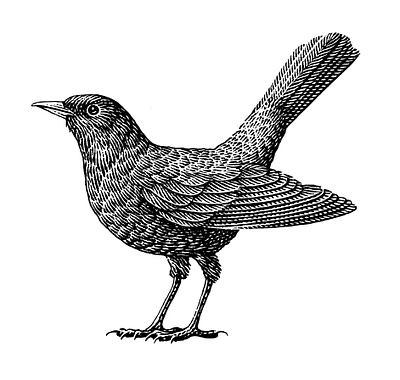 Blackbird bird black and white engraving illustration scratchboard woodcut