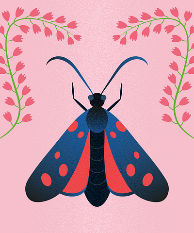 Zygaena / Love Insects adobe illustrator bug butterfly design fauna flower gradient graphic design illustration insects moths narure zygaena