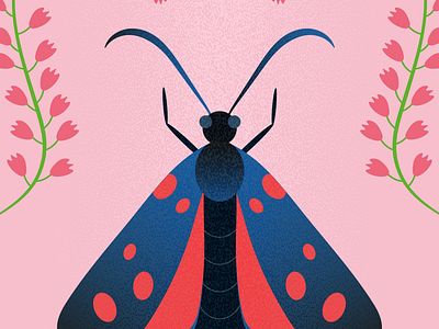 Zygaena / Love Insects adobe illustrator bug butterfly design fauna flower gradient graphic design illustration insects moths narure zygaena