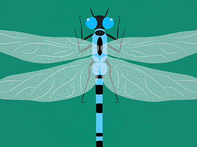 Enallagma / Love Insects adobe illustrator bluets damselflies design enallagma flower graphic design illustration insects vector