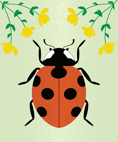 Coccinella / Love Insects adobe illustrator beetles bugs coccinella design fauna flowers graphic design illustration insects ladybird ladybug seven spot symbol