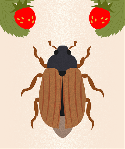 Melolontha /Love Insects adobe illustrator beetles berries brown bugs cockchafer cute design fauna graphic design ill illustration insects melolontha nature postcard scarabaeidae