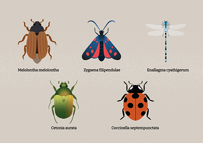 Insects set adobe illustrator animals bugs cetonia design enallagma flowers gradient graphic design illustration insects ladybug melolontha nature set zygaena